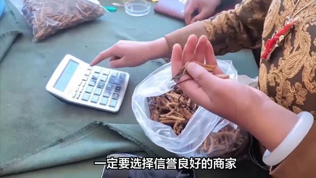 为什么市面上的虫草价格各不相同?看完后你还敢不敢买?