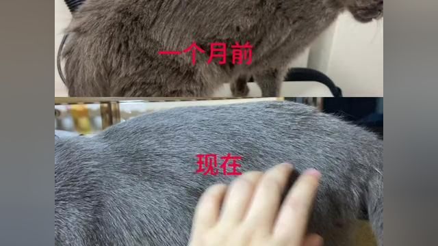 想要猫咪毛发好掉毛少,那一定要坚持吃鱼油#猫咪掉毛 #科学喂养 #科学养宠攻略