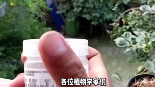 春节特辑3:如何用简单方法消灭烦人的蚧壳虫?