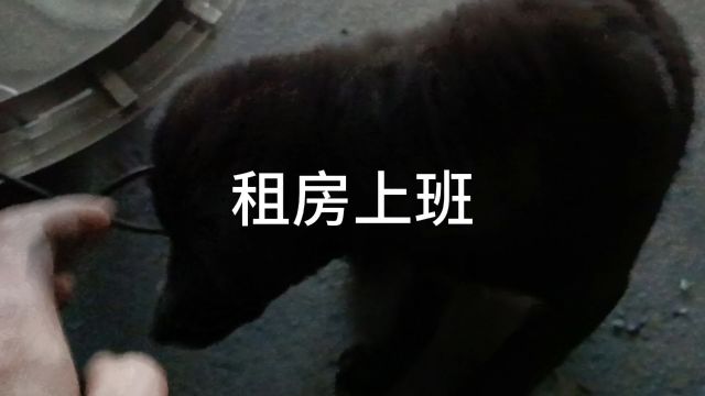 租房上班,要走了,以后看不到厂里这只小狗了!