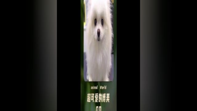 可爱的博美犬造型改造,笑起来简直要把人萌化,看完也想要养一只