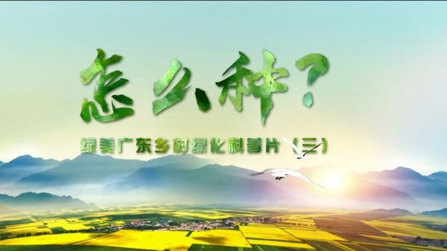 乡村绿化“三步曲”,3个视频教你种树→