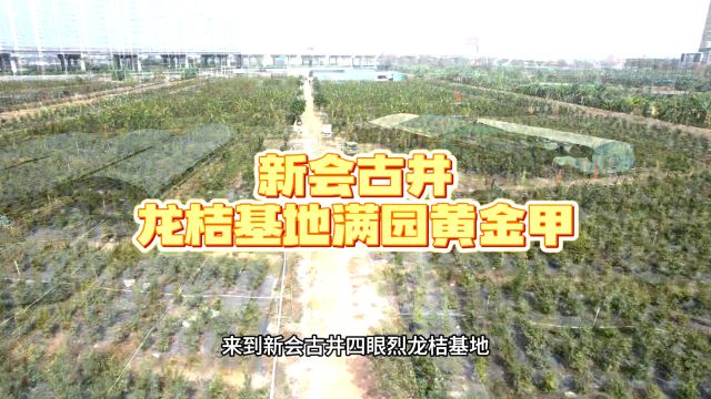 新会古井龙桔基地满园黄金甲