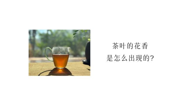 六大茶类,茶叶中的花香是怎么出现的?