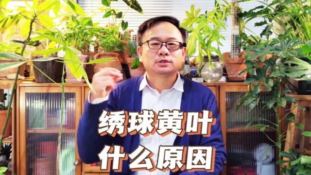 绣球叶片发黄什么原因?主要有4个方面,需要对症处理