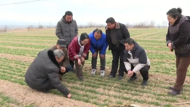 夏县:积极应对寒潮雨雪天气 农技专家支招小麦春管