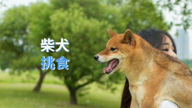 柴犬挑食横屏