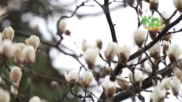 湖北黄冈:花海翩翩,遗爱湖梅花竞艳