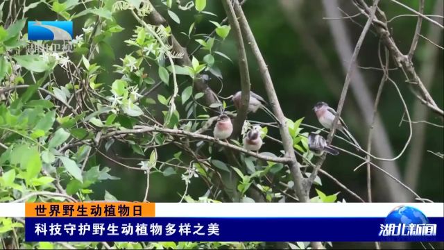 世界野生动植物日丨科技守护野生动植物多样之美