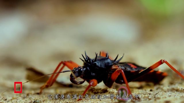 这是讨厌极了,这是讨厌死了,动物解说《捕猎高手》