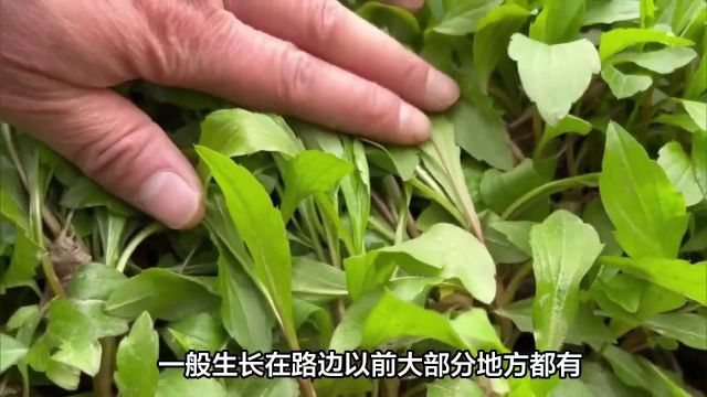 春天这5种野菜别错过,顺应节气营养足,最后一种很多人不爱吃