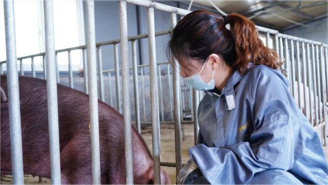 生猪价格要起飞?今日猪价行情早知道