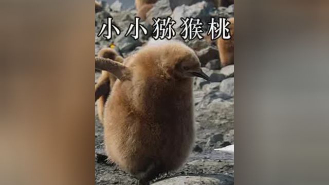 被海狗袭击的国王企鹅#国王企鹅#海狗 #海洋生物