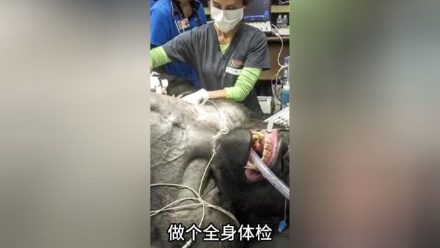 银背大猩猩体检流程动物救助银背大猩猩大猩猩神奇动物在抖音涨知识