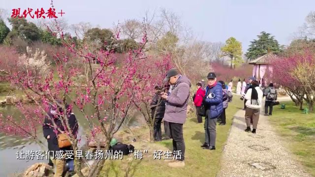 花开成海,瘦西湖湖上梅林迎“打卡潮”