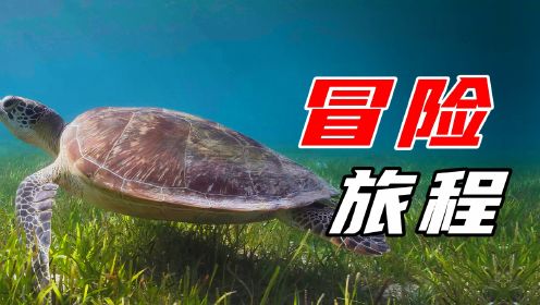 寿命150年的绿海龟，一生奔波数千公里，只为回到出生的地方