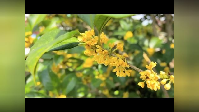 项目《遇见珍“桂”,留下珍“贵”》水晶桂花制作过程