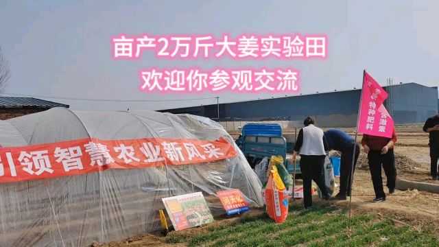 大姜种植,亩产2万斤大姜实验田欢迎你参观学习交流