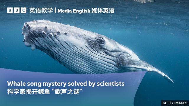 BBC媒体英语:科学家揭开鲸鱼“歌声之谜”