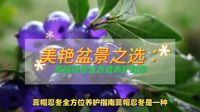 美艳盆景之选:蕊帽忍冬全方位养护指南