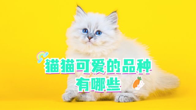 可爱猫咪品种,哪只更能萌化你呢?