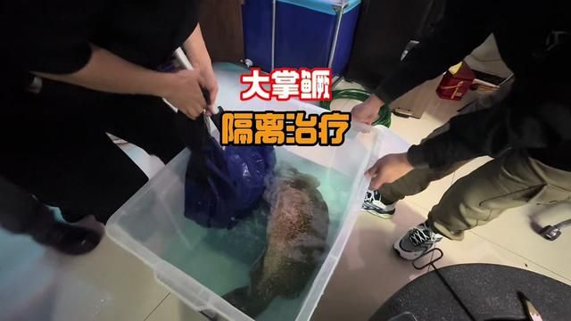 路亚巨物混养缸20斤大掌鳜感染水霉和外寄,捞出来隔离治疗! 水霉其实只需要把温度控制在3032度,都能彻底恢复!