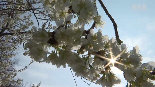 湖北十堰:樱桃花开春意浓 秦巴山村入画来