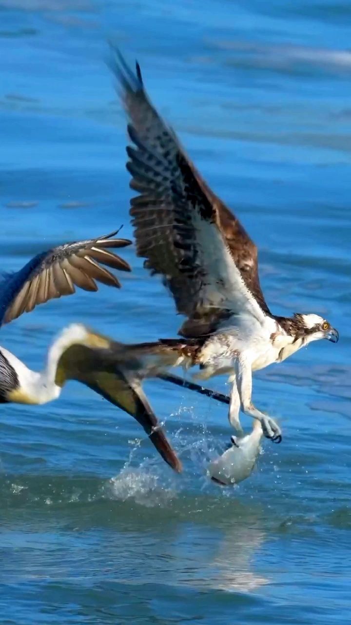 鱼鹰,鹈鹕,白头海雕,三国杀