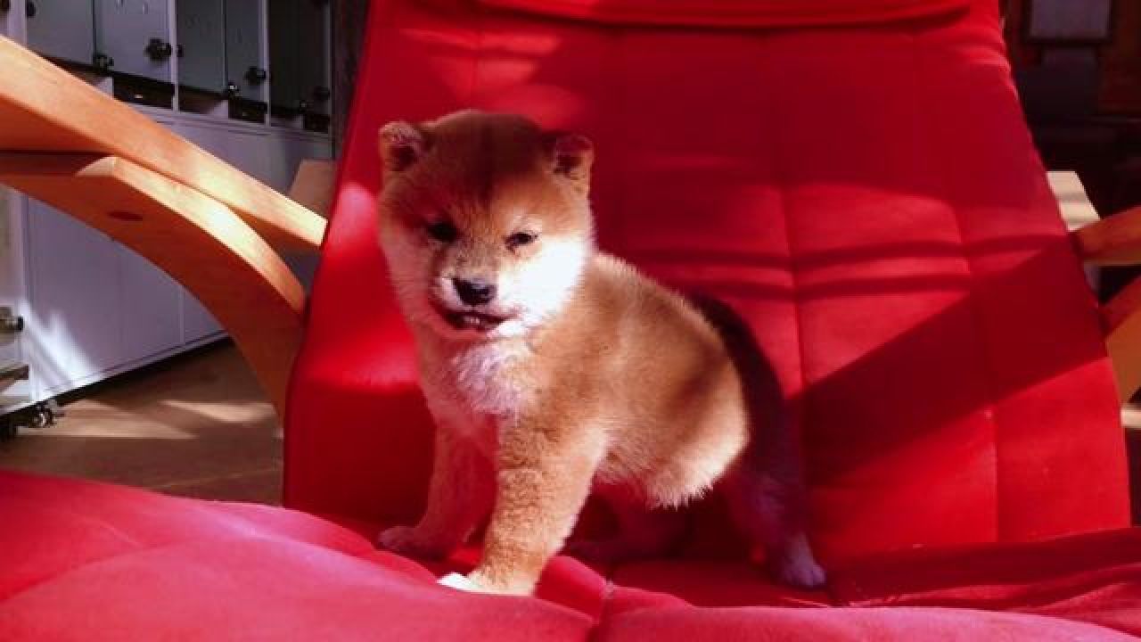 宠日常记录 #被你萌化了 #阔爱炸了 #萌到爆炸了 #铲屎官的乐趣 #柴犬