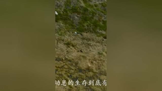 无论食草性走到哪里,都会有猎食者在那里等待着它们野生