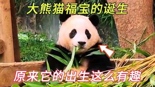 大熊猫福宝的诞生