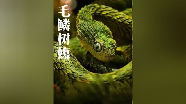 与“龙”神似的毛鳞树蝮,真是又美丽又危险动物科普 知识科普 内容过于真实 冷知识 科普一下