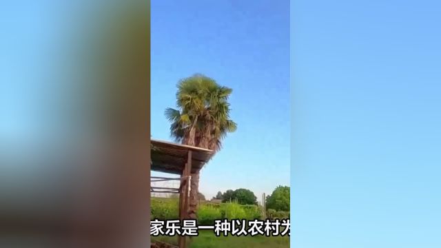 从假期顶流到无人问津,为什么农家乐接连倒闭?1农家乐