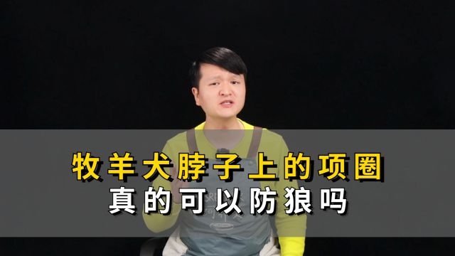 狗狗脖子上为什么带个项圈,你知道它有什么用吗?