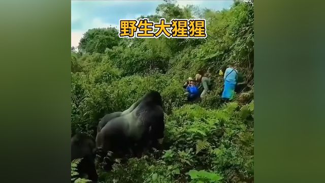 为了近距离拍摄野生大猩猩的生活摄影师也是真不怕被大猩猩反拍