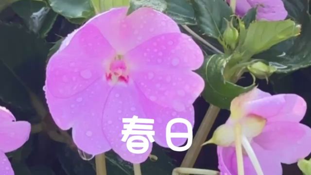 春日里的民安大道