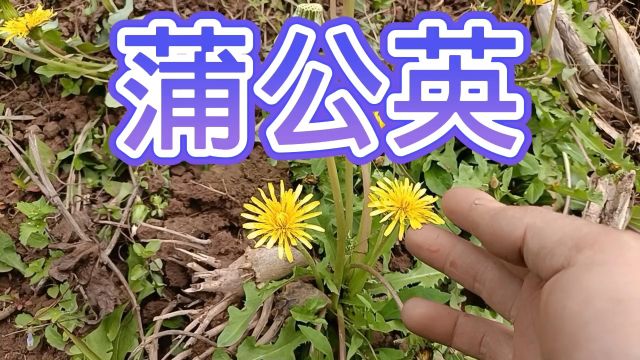 农村常见的一种野菜名叫蒲公英,这些人千万别吃,大家一起来了解