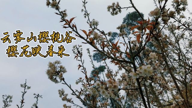 云雾山樱桃谷樱花映春来