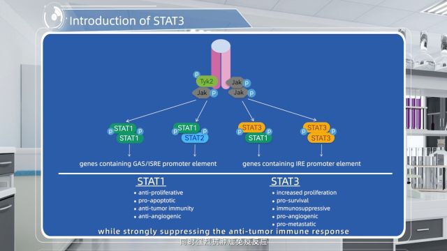 【美迪西请回答】STAT3的介绍(Introduction of STAT3)