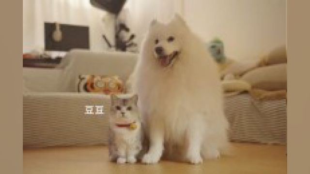 《关于我家哥哥带大的那些小可爱》#萨摩耶 #猫狗日记#小奶猫的成长日记 #养宠人的治愈谁懂啊 #猫狗双全