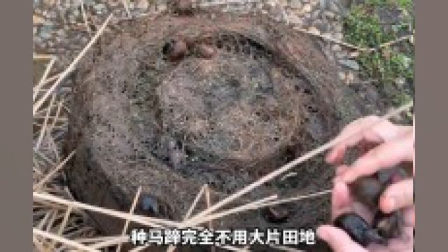 马蹄也能在家盆栽种植?最后的收获还真不少! #家庭种植 #三农