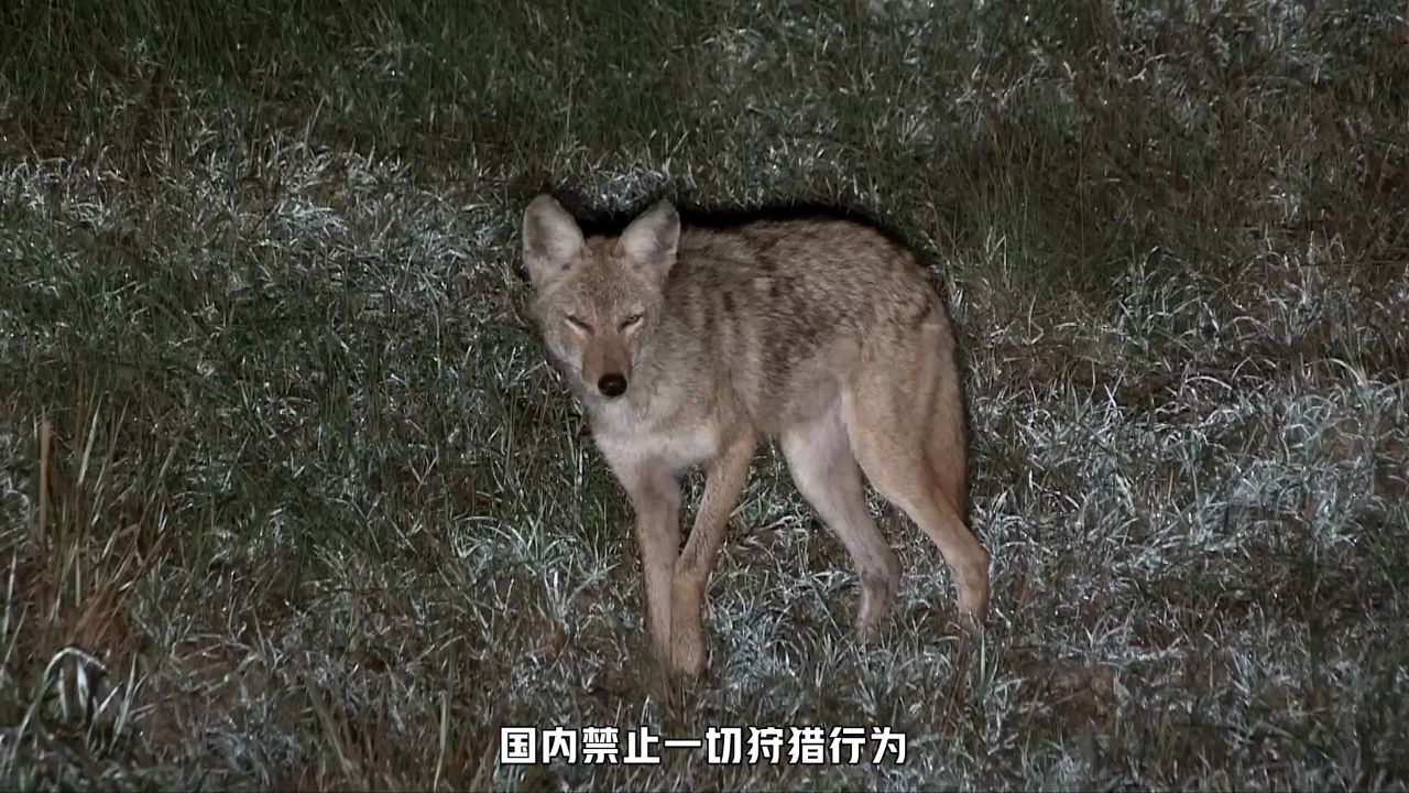 国外郊狼泛滥成灾农场主雇佣猎手将其捕杀