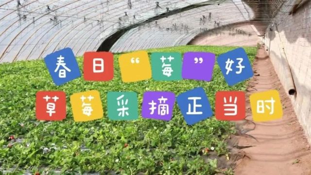 春日“莓”好|草莓采摘正当时