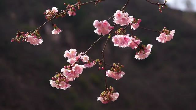 美好生活在云南|昭通彝良:樱花盛开,市民赏花忙