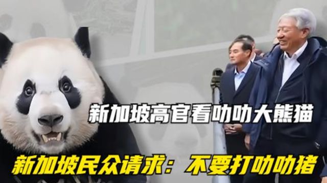 新加坡高官来看叻叻大熊猫,新加坡民众请求:不要打叻叻猪