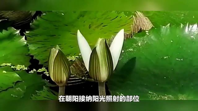 荷花又名莲花和水芙蓉,荷花该怎样栽培呢?