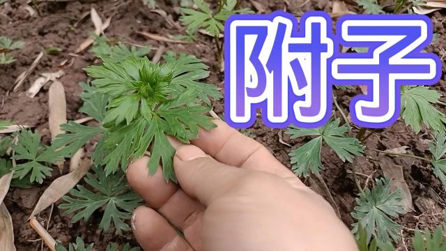 农村一种有大毒的植物名叫附子,在中医界非常出名,它能大补阳气,大家一起来了解