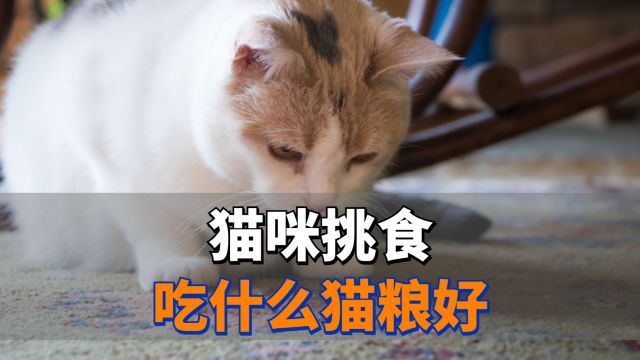 猫咪挑食吃什么猫粮好?养猫必看