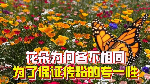 花朵的颜色、气味,为何各不相同?这是为了保证传粉的专一性