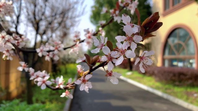 花开满园飘香,李花的娇媚等你来赏,从开花到果熟的成长之旅